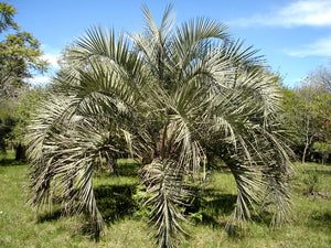 Jelly Palm  Butia capitata  20  Seeds