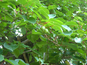 Hardy Kiwi Actinidia arguta 30 Seeds
