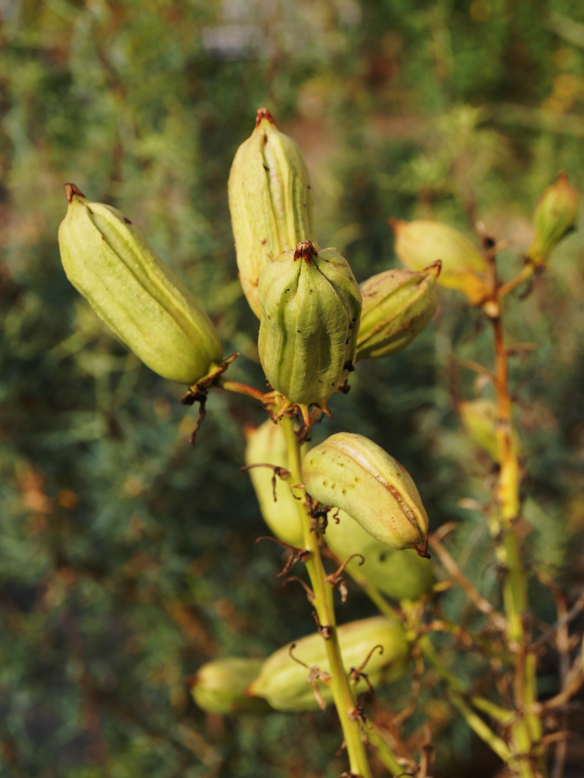 planting yucca seeds Soapweed Yucca 100 Seeds Yucca glauca – R&B Floridaseeds