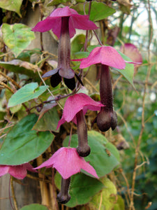 Purple Bell Vine  Rhodochiton atrosanguineus  20 Seeds