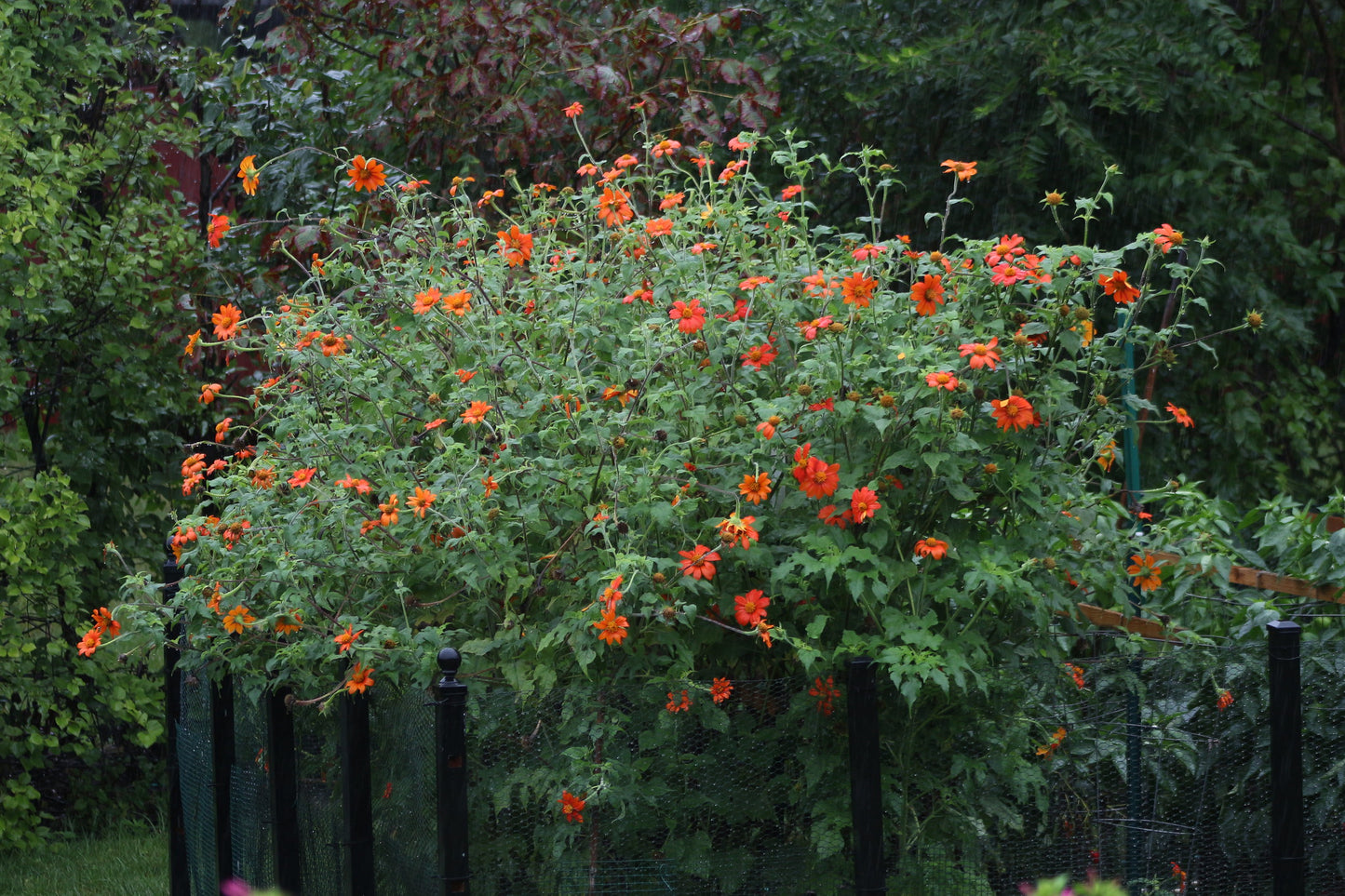 Mexican Sunflower Tithonia speciosa 100 Seeds   USA Company