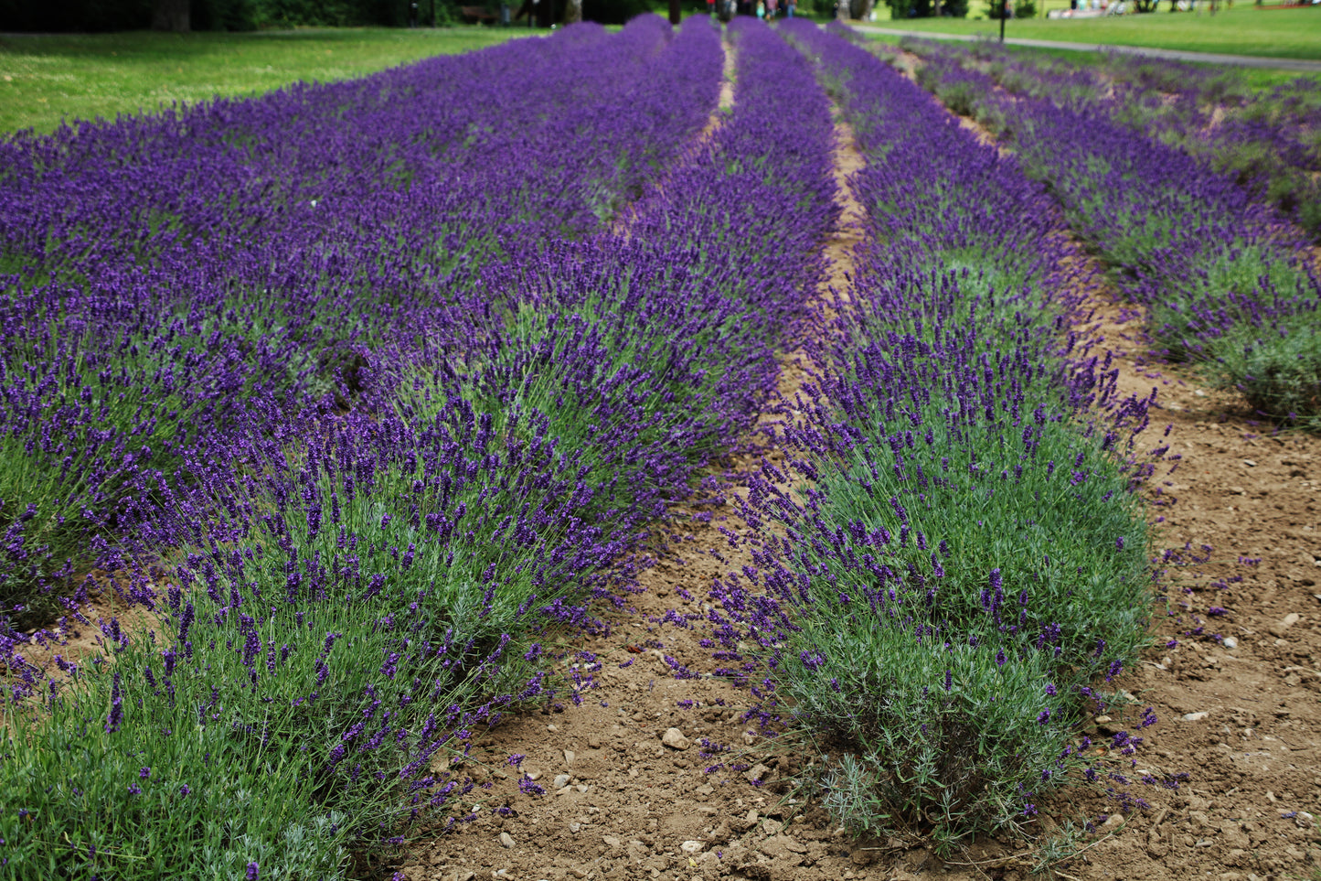 English Lavender Lavandula angustifolia 200 Seeds  USA Company