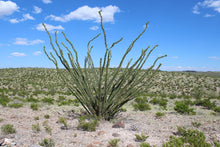 Load image into Gallery viewer, Ocotillo Fouquieria splendens 10 Seeds