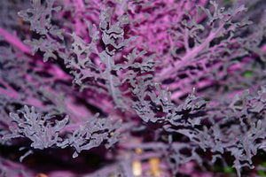 Purple Kale Brassica oleracea 20 Seeds
