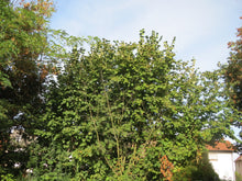 Load image into Gallery viewer, European Hazelnut  Corylus avellana  10 Seeds