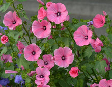 Load image into Gallery viewer, Rose Mallow Lavatera trimestris 20 Seeds