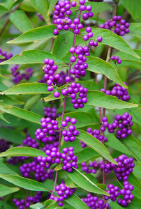 Purple Beautyberry Callicarpa dichotoma 20 Seeds