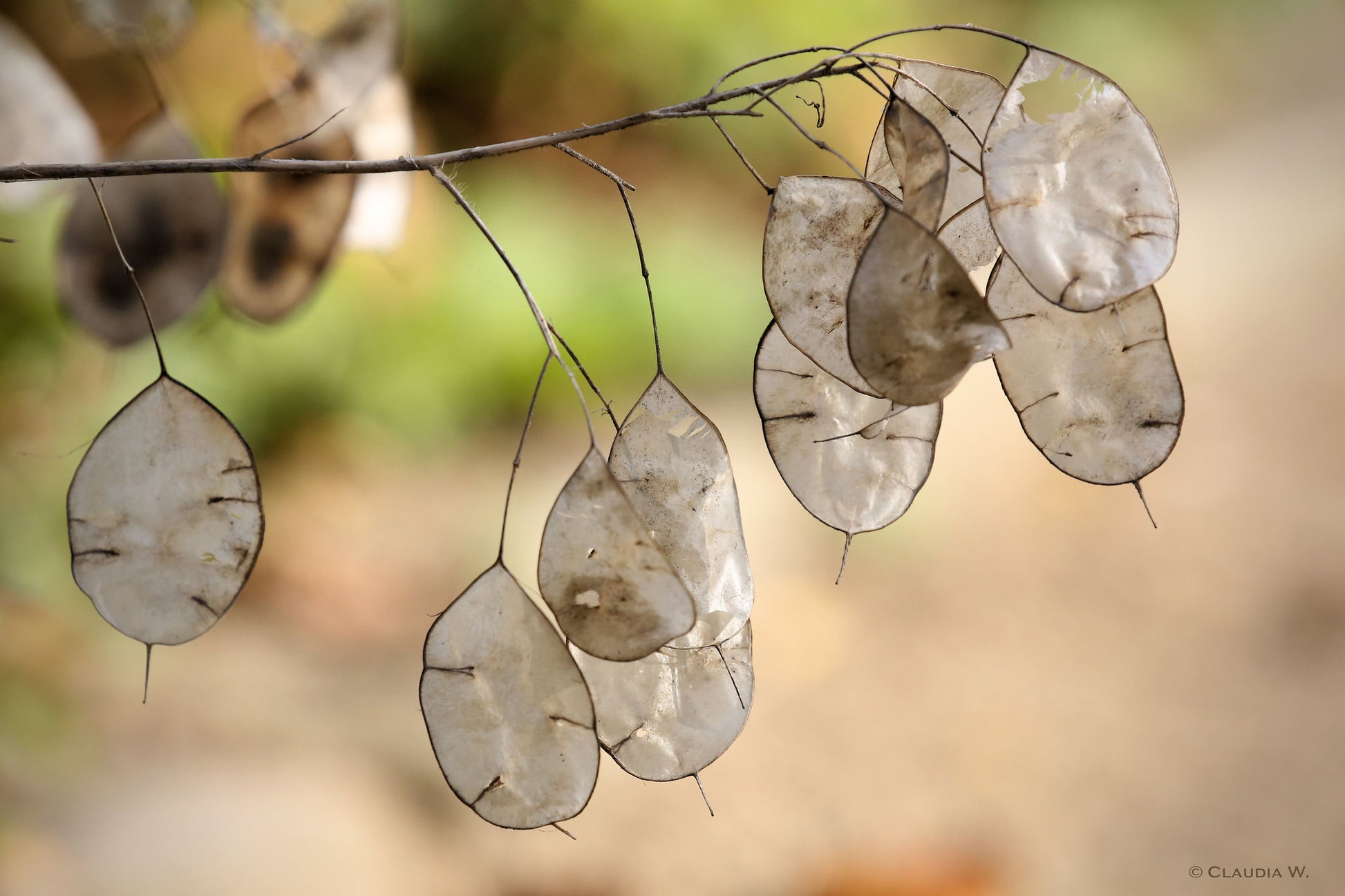 money plant honesty seeds Money Plant Honesty Lunaria annua 100 Seeds – R&B Floridaseeds