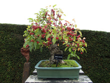 Load image into Gallery viewer, European Crab Apple Malus sylvestris 20 Seeds