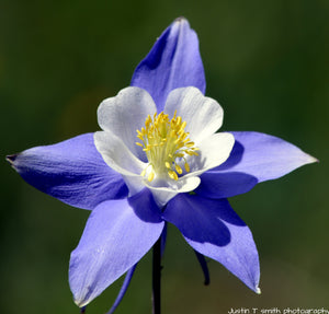 Colorado Blue Columbine Aquilegia caerulea 100 Seeds