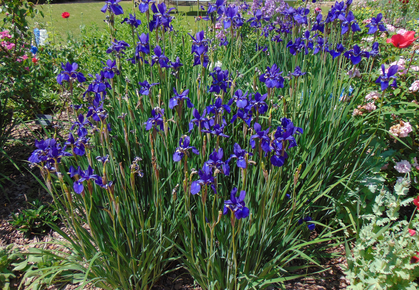 Purple Iris Iris sibirica 25 Seeds