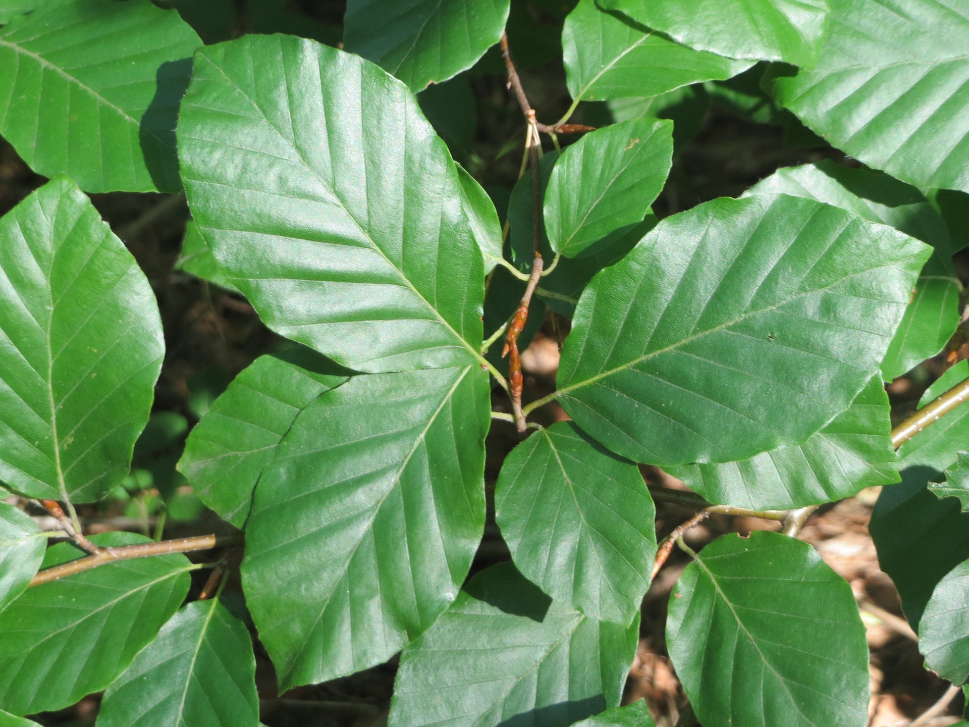European Beech Fagus sylvatica 10 Seeds – R&B Floridaseeds