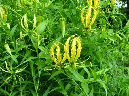 Yellow Gloriosa Lily Gloriosa superba "Lutea' 5 Seeds  USA Company