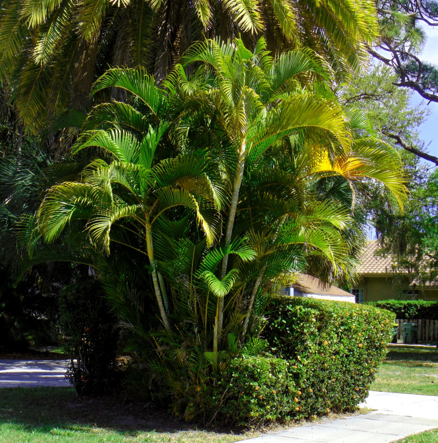 Pablo, Palmier areca ou chrysalidocarpus 120 cm