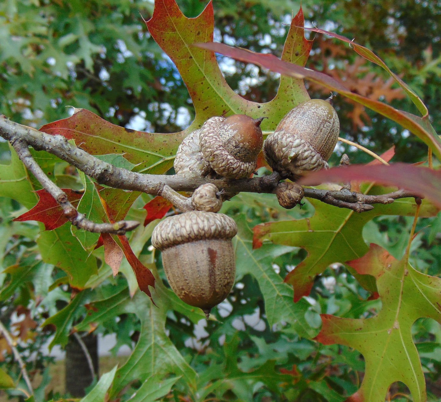 Red Oak   10 Seeds   Quercus rubra