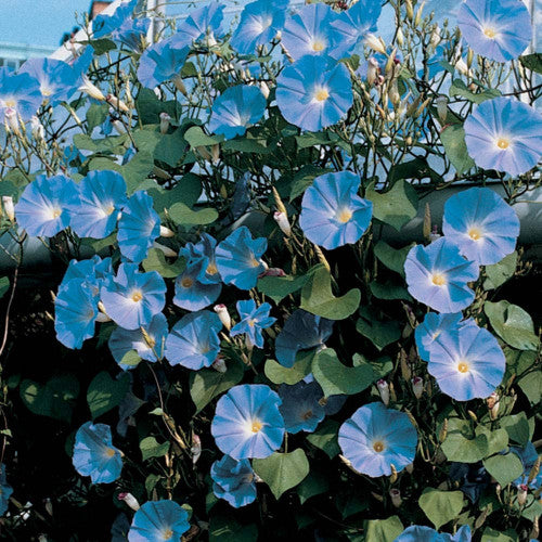 Heavenly Blue Morning Glory Ipomoea tricolor 100 Seeds  USA Company