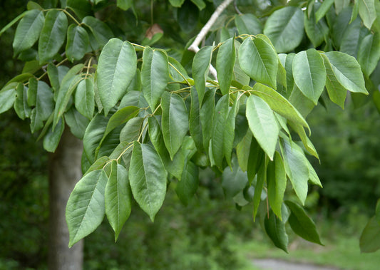 White Ash Fraxinus americana 20 Seeds  USA Company