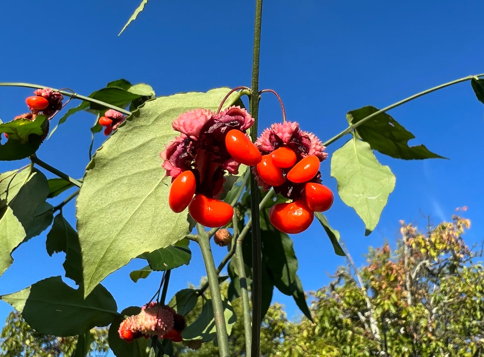 strawberry bush seeds Strawberry Bush Euonymus americanus 20 Seeds – R&B Floridaseeds