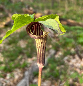 Jack in the Pulpit Arisaema triphyllum 10 Seeds