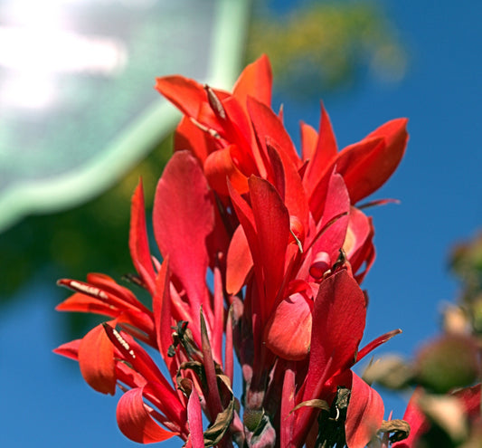 Red Canna Canna indica 20 Seeds