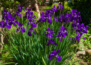 Purple Iris Iris sibirica 25 Seeds