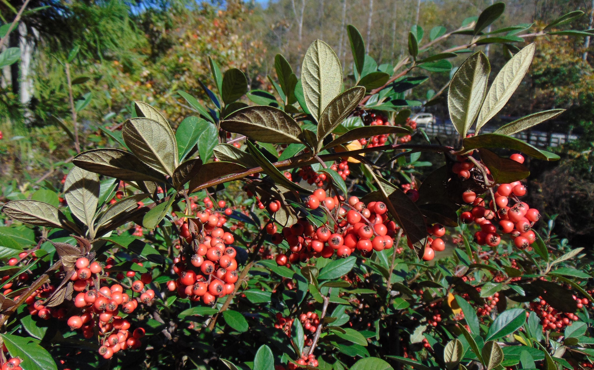 Red cluster berry plant