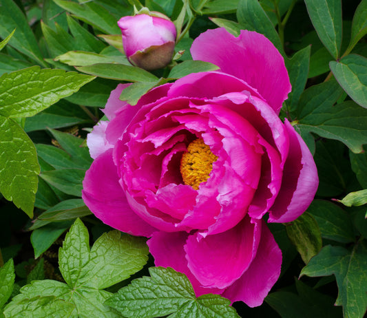 Tree Peony Paeonia suffruticosa 20 Seeds  USA Company