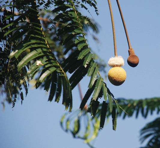 Tree Bean   5 Seeds   Parkia timoriana