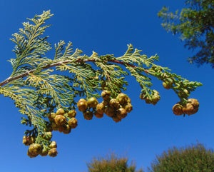 Hinoki Cypress Chamaecyparis obtusa 50 Seeds