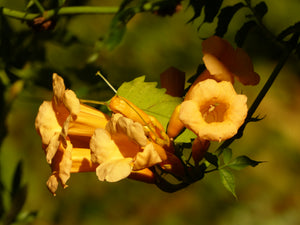 Yellow Trumpet Vine Trumpet Creeper Campsis radicans 10 Seeds