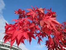 Load image into Gallery viewer, Japanese Maple Acer palmatum 20 Seeds