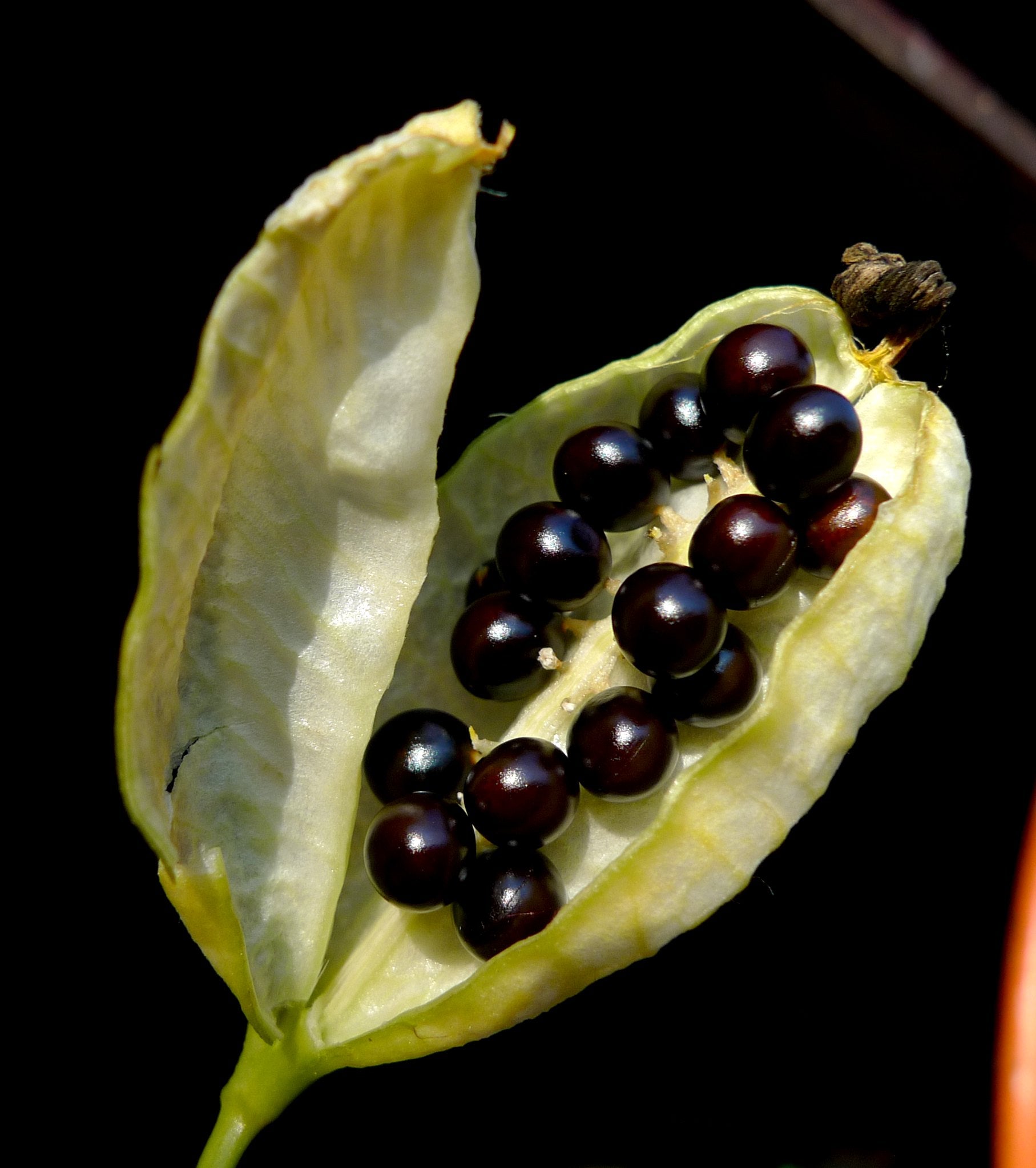 leopard plant seeds Leopard Lily 20 Seeds Belamcanda chinensis – R&B Floridaseeds