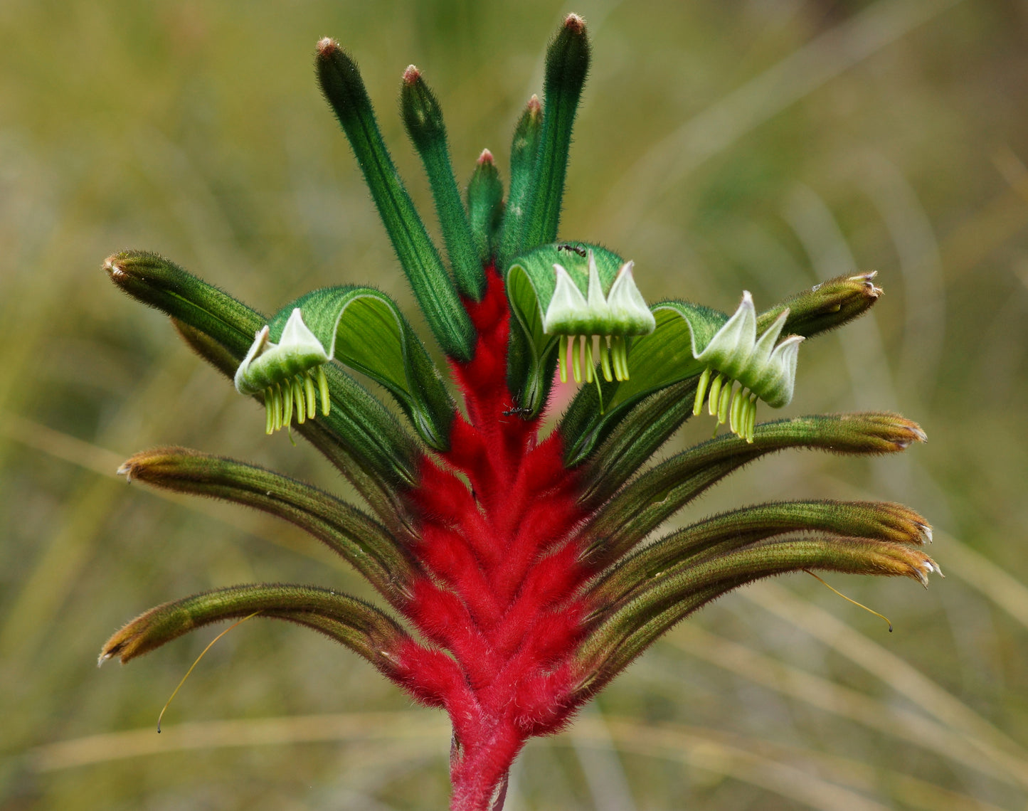 Red and Green Kangaroo Paw Anigozanthos manglesii 20 Seeds  USA Company