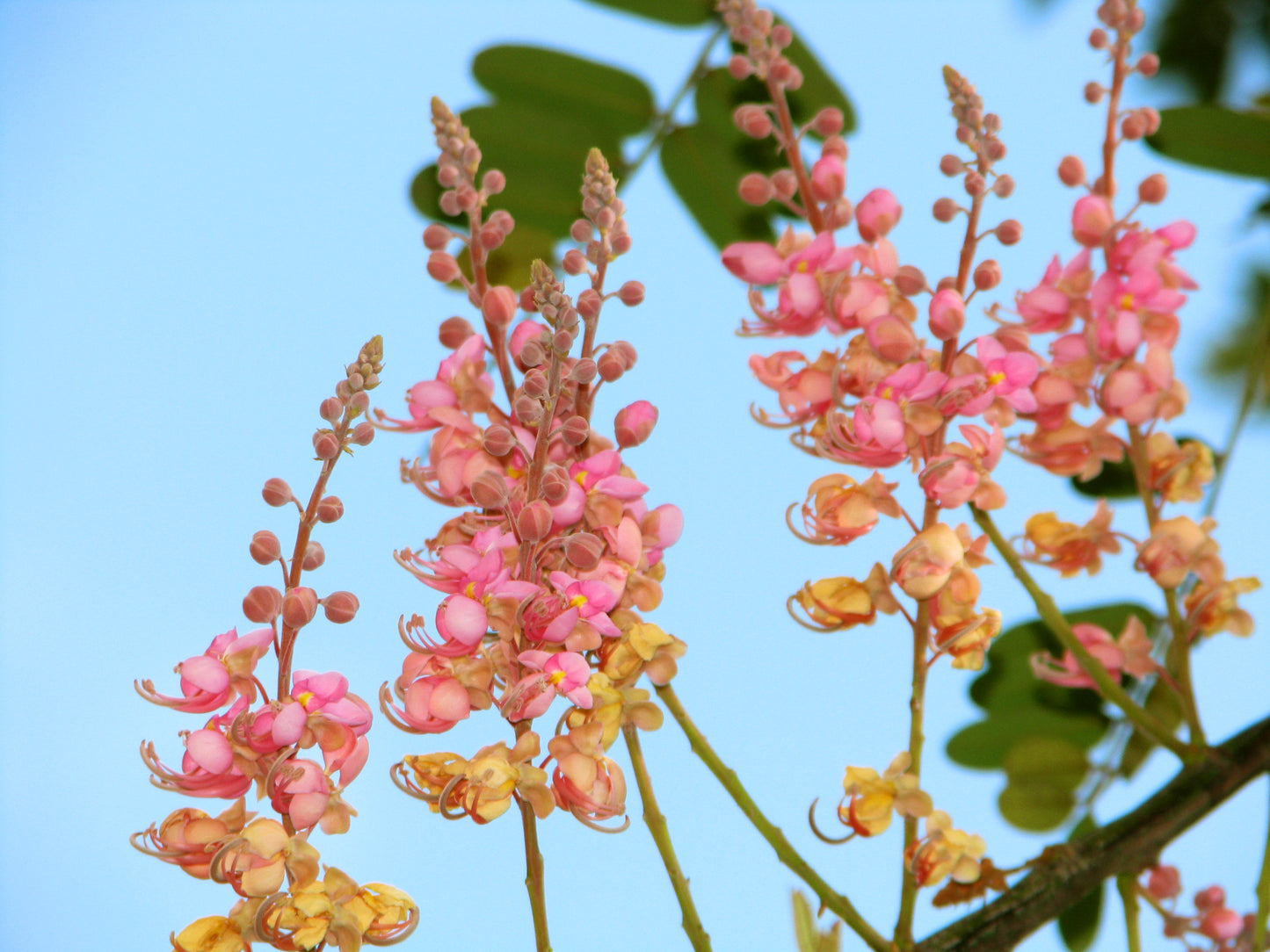 Coral Shower Tree Cassia grandis 10 Seeds  USA Company