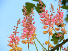 Load image into Gallery viewer, Coral Shower Tree  Cassia grandis  10 Seeds