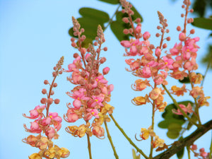 Coral Shower Tree  Cassia grandis  10 Seeds