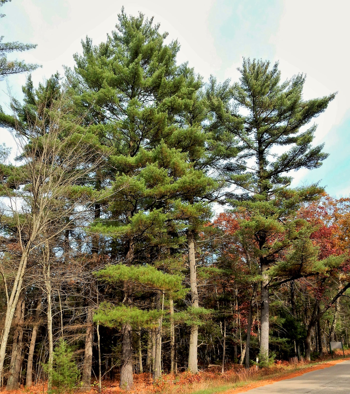 Eastern White Pine Pinus strobus 100 Seeds  USA Company