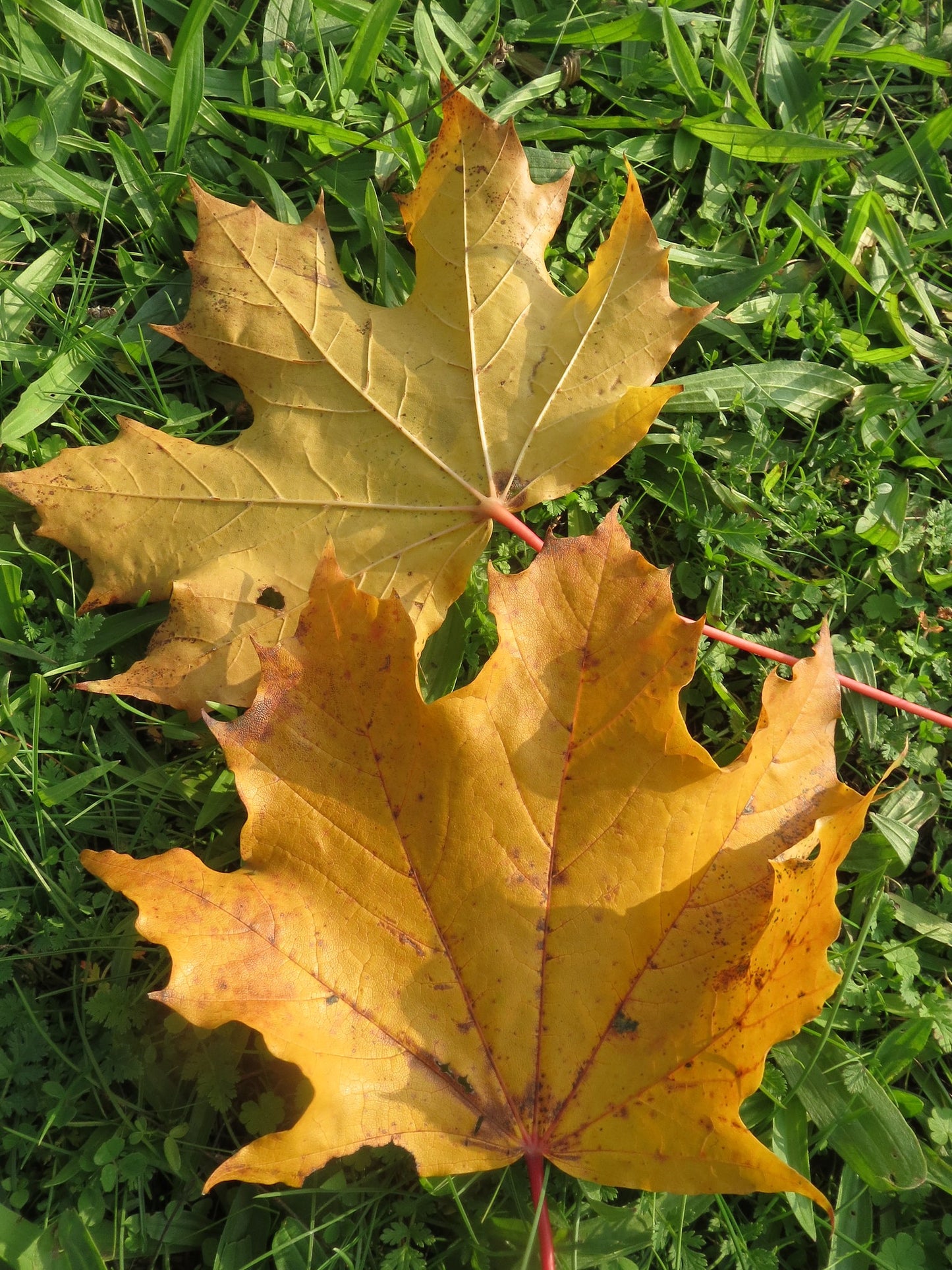 Norway Maple Acer platanoides 20 Seeds   USA Company