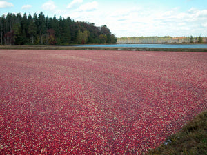 Cranberry Vaccinium macrocarpon 100 Seeds