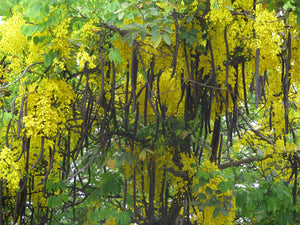 Golden Shower Tree Cassia fistula 50 Seeds