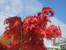 Load image into Gallery viewer, Japanese Maple Acer palmatum 20 Seeds