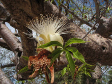 Load image into Gallery viewer, Australian Baobab Adansonia greggii 5 Seeds