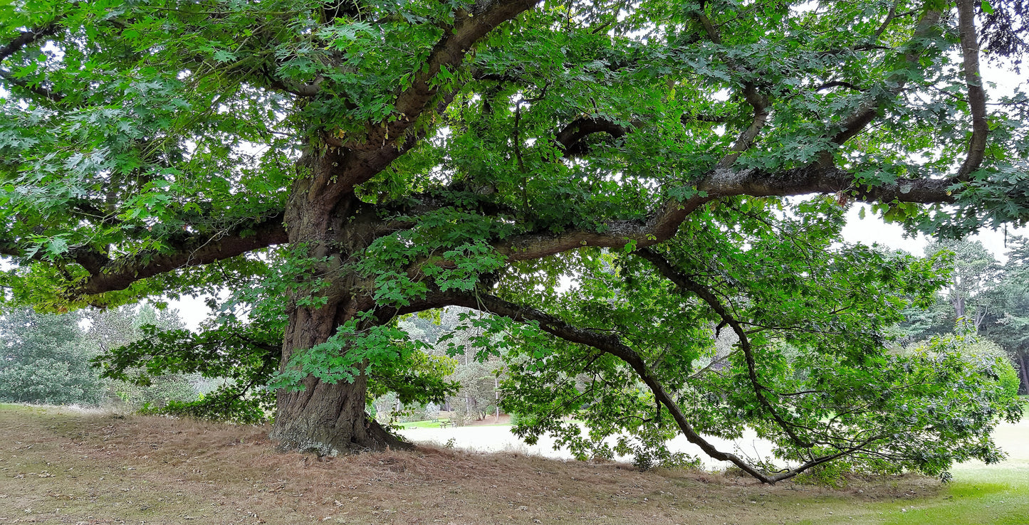 Red Oak   10 Seeds   Quercus rubra