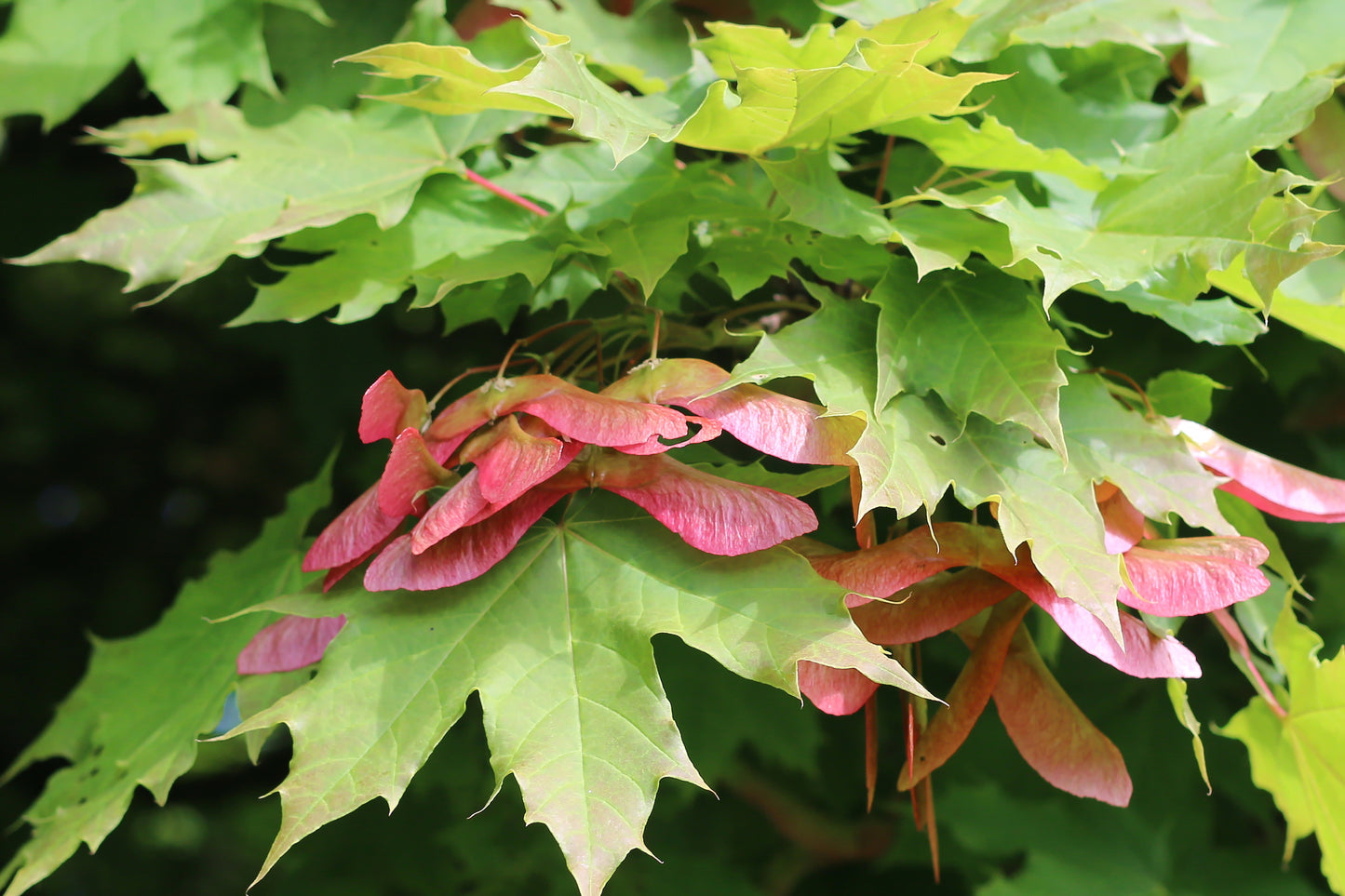 Norway Maple Acer platanoides 20 Seeds   USA Company