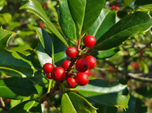 Load image into Gallery viewer, American Holly Ilex opaca  20 Seeds