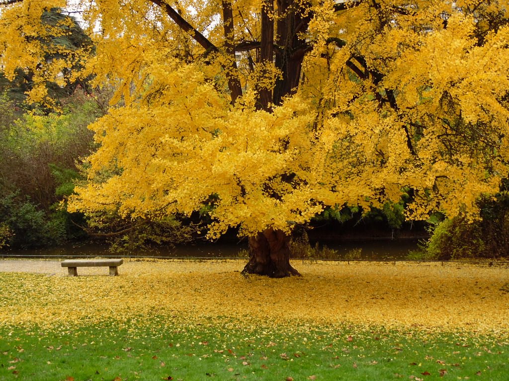 Ginkgo  25 Seeds  Maidenhair Tree Ginkgo biloba  USA Company