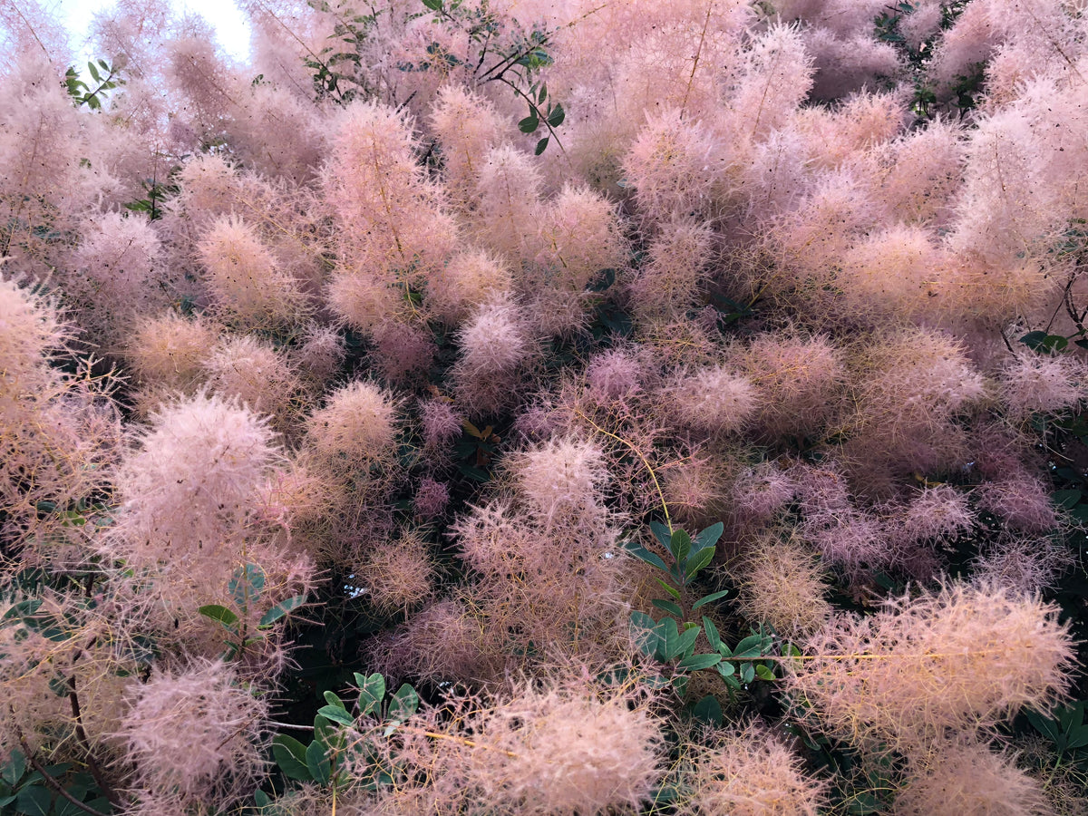 Smoke Tree Cotinus coggygria 100 Seeds – R&B Floridaseeds