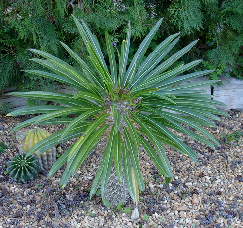 Madagascar Palm Pachypodium lamerei 10 Seeds   USA Company