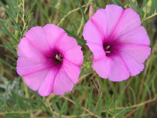 Bush Morning Glory  1/4 Oz  50 Seeds  Ipomoea leptophylla  USA Company