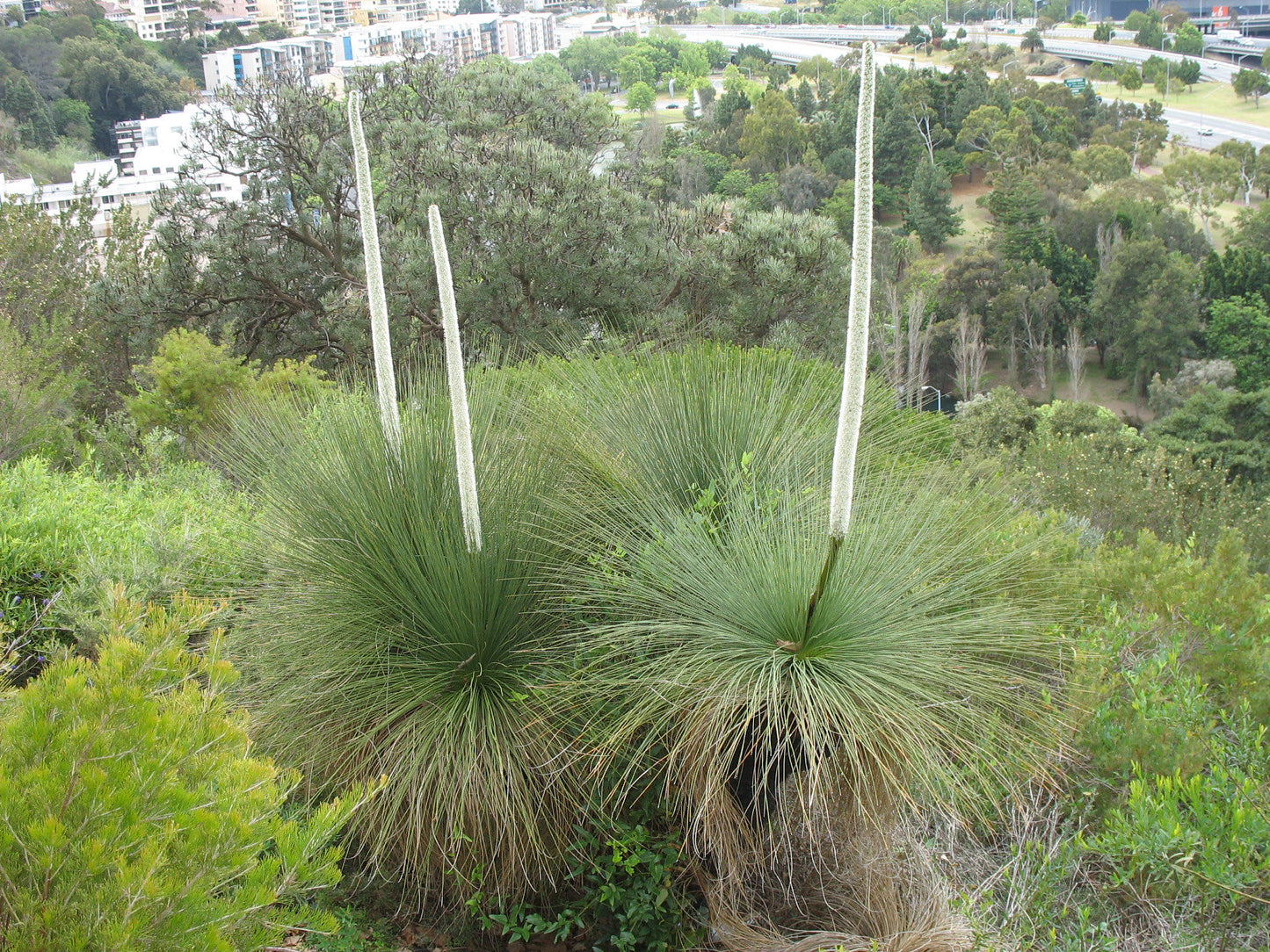 Southern Grass Tree Xanthorrhoea australis 5 Seeds  USA Company